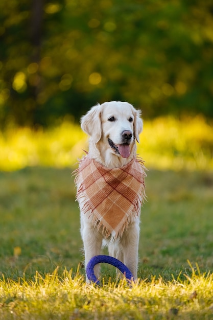 Portrait of happy golden retriever en bandana à carreaux ou écharpe avec jouet anneau