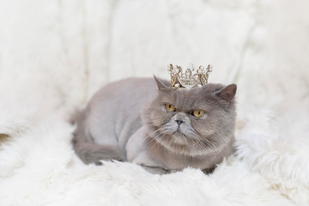 Portrait of A Scottish fold beaux chats sur fond de studio blanc