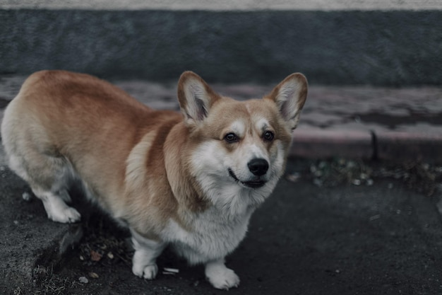 Portrait of young smiling dog welsh corgi pembroke posant à l'extérieur