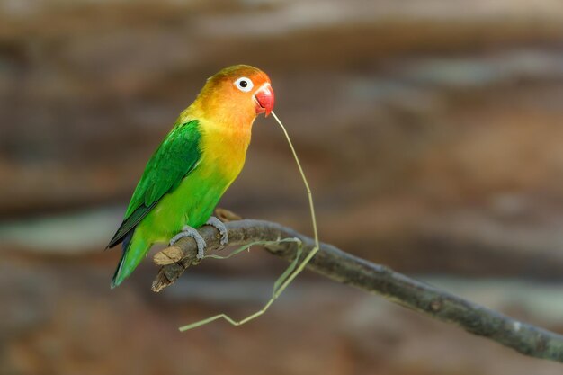 Photo portrait de l'oiseau d'amour de fischer dans le zoo