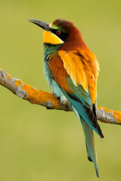 Portrait d&#39;un oiseau coloré