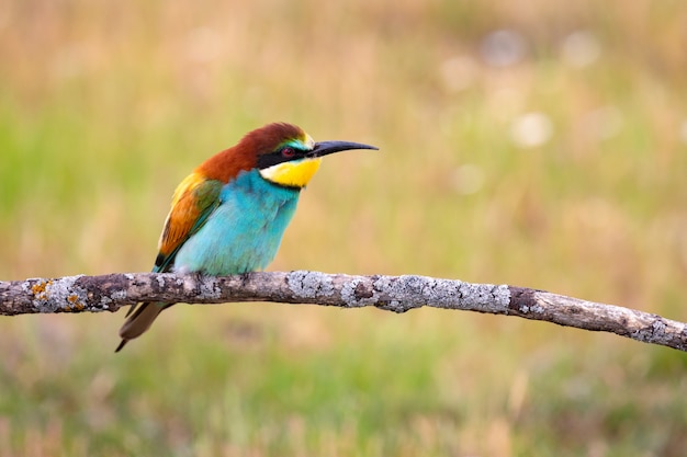 Portrait d&#39;un oiseau coloré