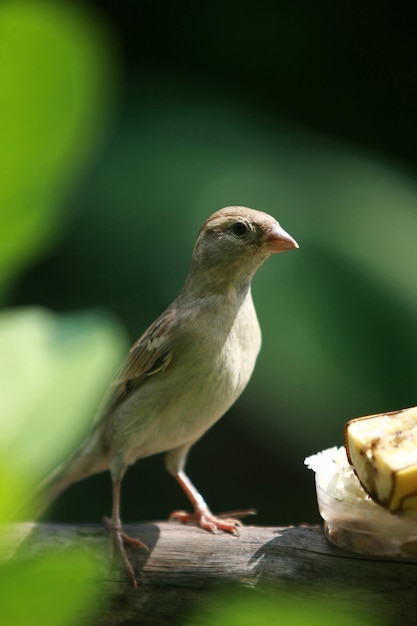 Portrait d'oiseau dans le parc jardin extérieur gros plan