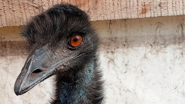 Photo portrait d'oiseau émeu australien dromaius novaehollandiae gros plan d'un émeu australien