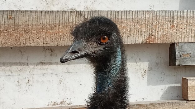 Portrait d'oiseau émeu australien gros plan d'un émeu australien