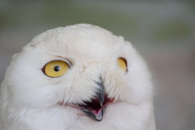 Photo portrait d'un oiseau en gros plan