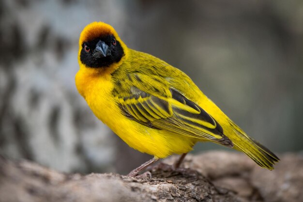 Portrait d'un oiseau jaune perché sur une branche