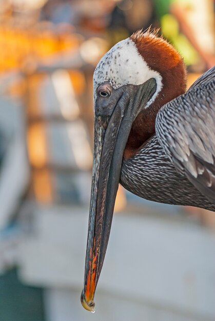 Portrait d'oiseau pélican