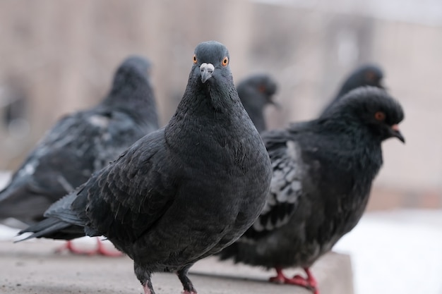 Portrait d'oiseau pigeons de la ville sauvage en gros plan de temps d'hiver