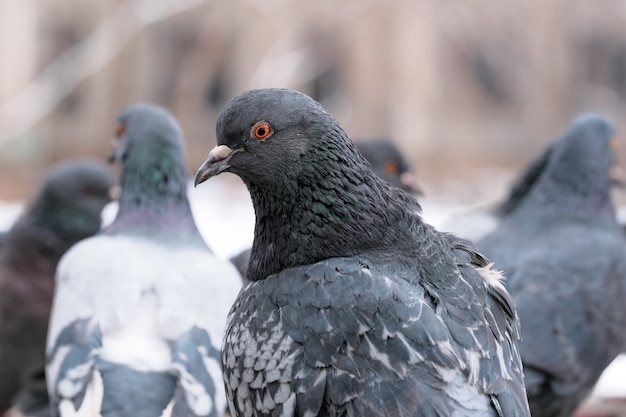 Portrait d'oiseau pigeons de la ville sauvage en gros plan de temps d'hiver