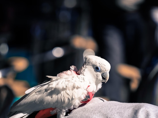 Photo portrait d'un oiseau de type perroquet à l'aspect désordonné avec un fond bokeh