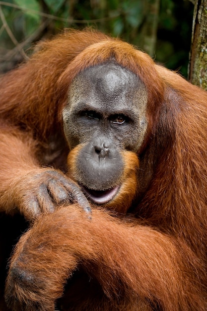 Portrait D'un Orang-outan Mâle. Fermer. Indonésie. L'île De Kalimantan (bornéo).