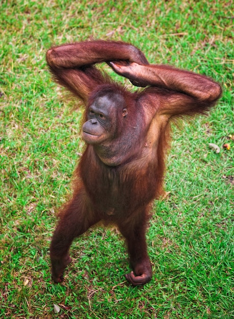 Portrait d'orangutang sur la pelouse verte