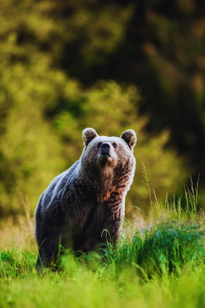 Portrait d'ours brun des Carpates animal sauvage dans l'habitat naturel printemps nature verte