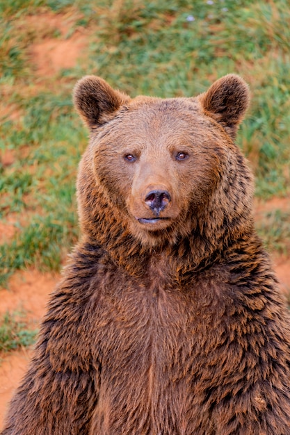 Portrait D'un Ours Brun Espagnol