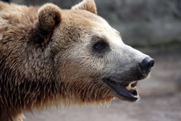 Portrait d'un ours brun