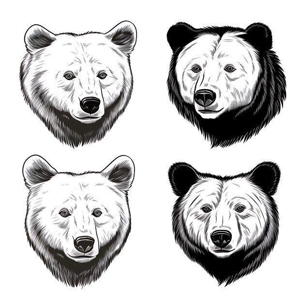 Photo portrait d'ours noir dessiné à la main coloration noire sur fond blanc illustration minimaliste