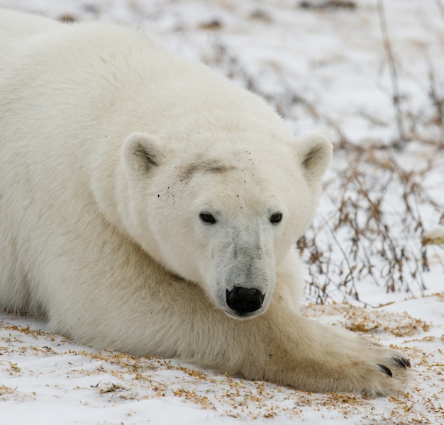 Portrait d'un ours polaire. Fermer. Canada.