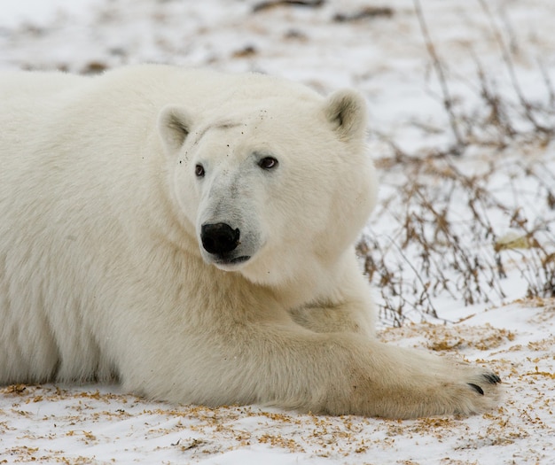 Portrait d'un ours polaire. Fermer. Canada.