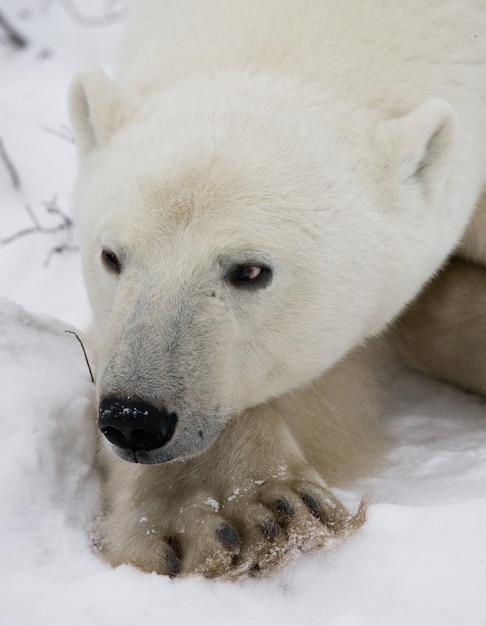 Portrait d'un ours polaire. Fermer. Canada.
