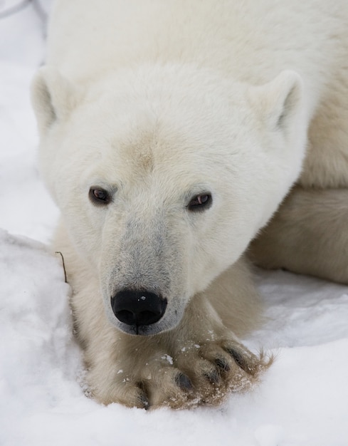 Portrait d'un ours polaire. Fermer. Canada.