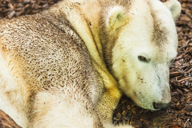 Portrait d&#39;ours polaire gisant sur le sol