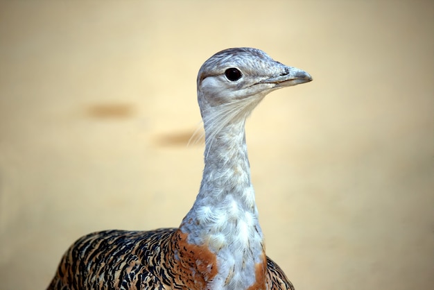 Le portrait de l'outarde d'oiseau