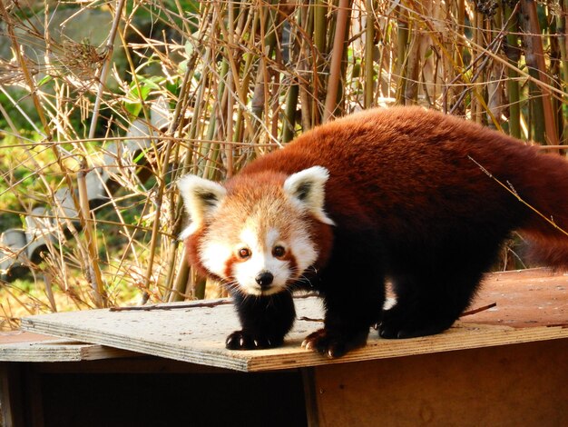 Photo portrait de panda rouge sur du bois