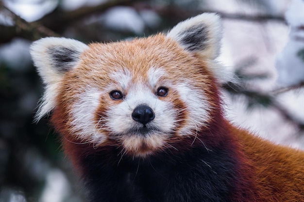 Portrait d'un panda roux Ailurus fulgens