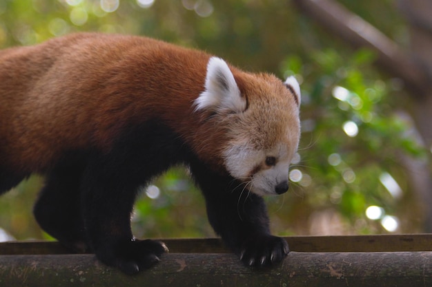 Portrait d'un panda roux dans une réserve naturelle