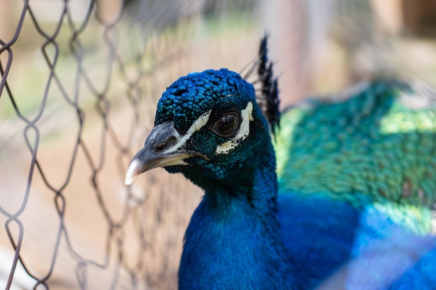 Portrait d'un paon mâle regardant dans le cadre