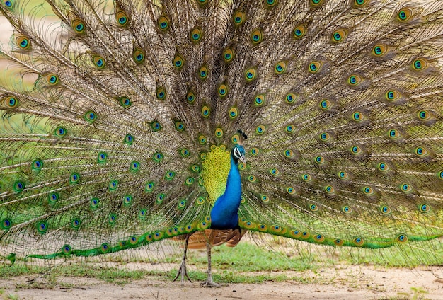 Portrait d'un paon Pavo cristatus sur le fond de sa queue Sri Lanka parc national de Yala