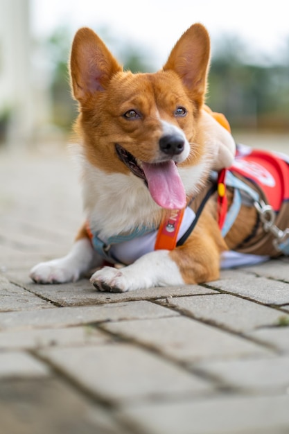 Un portrait de pembroke welsc corgi avec un arrière-plan flou au parc le matin à pied