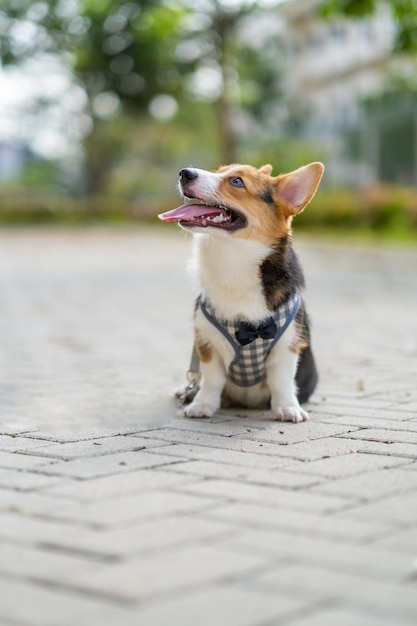 Un portrait de pembroke welsc corgi avec un arrière-plan flou au parc le matin à pied