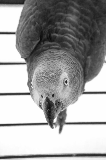 Photo portrait d'un perroquet gris africain en cage