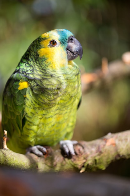 Photo portrait de perroquet d'oiseau. scène de la faune de la nature tropique.