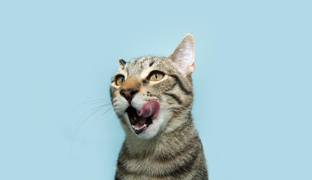 Photo portrait d'un petit chat affamé léchant ses lèvres avec sa langue isolé sur un fond pastel bleu en été ou au printemps