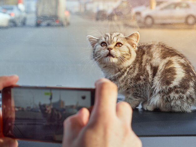 Portrait de petit chat mignon dans la voiture