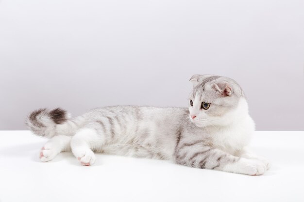 Portrait de petit chat mignon sur le fond blanc chaton tabby Scottish fold avec des yeux jaunes drôles