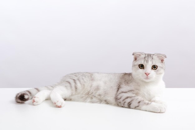 Photo portrait de petit chat mignon sur le fond blanc chaton tabby scottish fold avec des yeux jaunes drôles