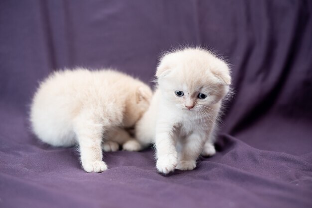 Portrait d'un petit chat Scottish Fold de couleur lait