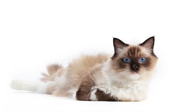 Portrait de petit chaton chat Ragdoll sur fond blanc animal de compagnie Pedigree