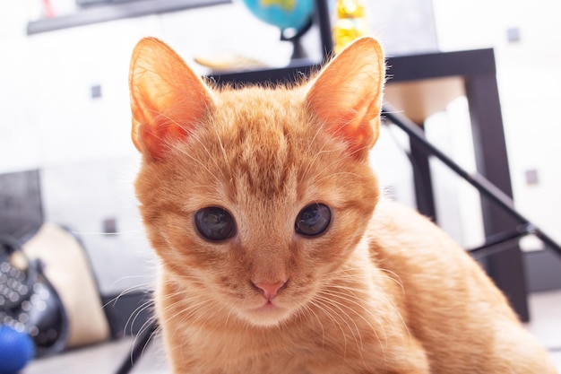 Portrait de petit chaton espiègle au gingembre se bouchent