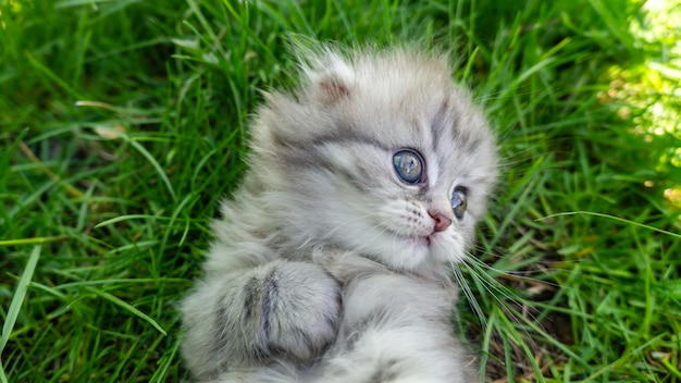 Portrait d'un petit chaton gris pelucheux se trouvant sur une herbe verte Calendrier pour la nouvelle année