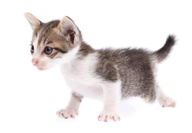 Portrait de petit chaton isolé sur fond blanc.