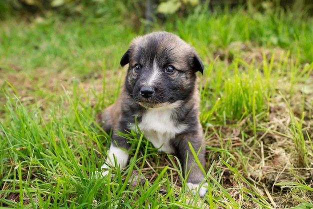 Photo portrait d'un petit chien dans un parc, mignon petit chiot berger allemand sur l'herbe verte, animaux domestiques en plein air