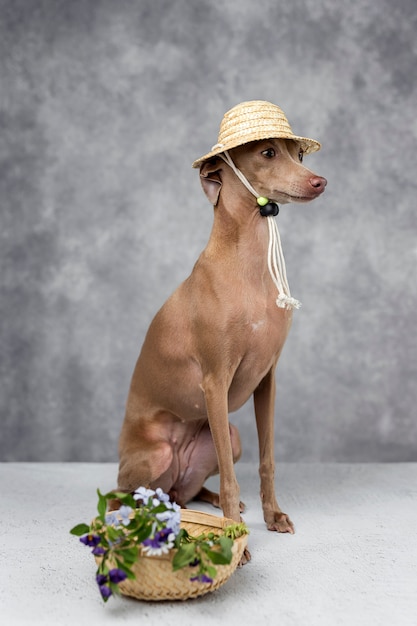 Portrait de petit chien lévrier italien. Chapeau
