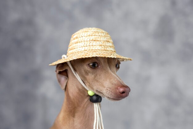 Portrait de petit chien lévrier italien. Chapeau