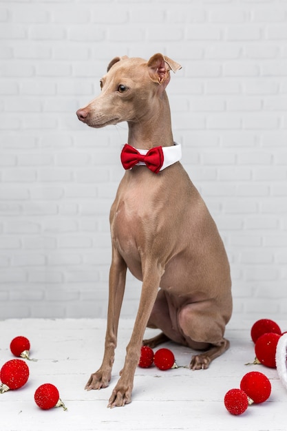 Portrait de petit chien lévrier italien.