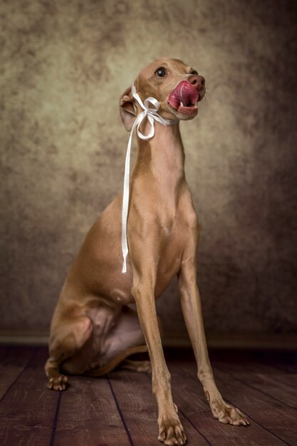 Photo portrait de petit chien lévrier italien